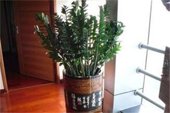 金钱树茎发黑如何补救，剪根换土控水停肥