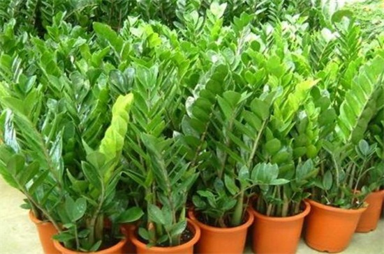 金钱树茎发黑如何补救，剪根换土控水停肥