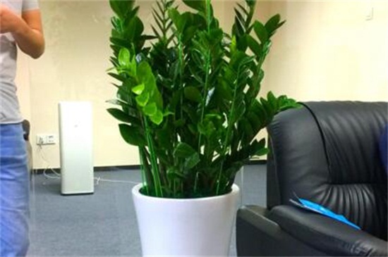 金钱树茎发黑如何补救，剪根换土控水停肥