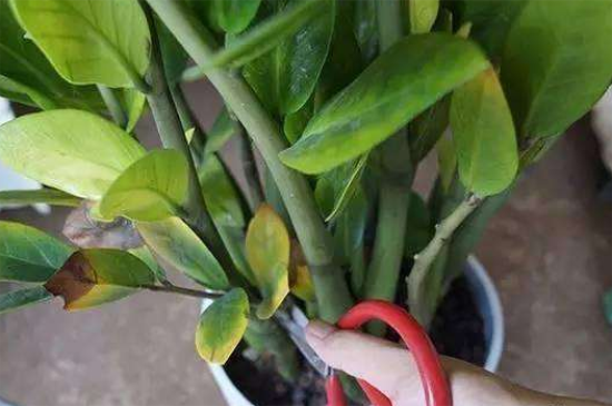 金钱树烂茎救治办法