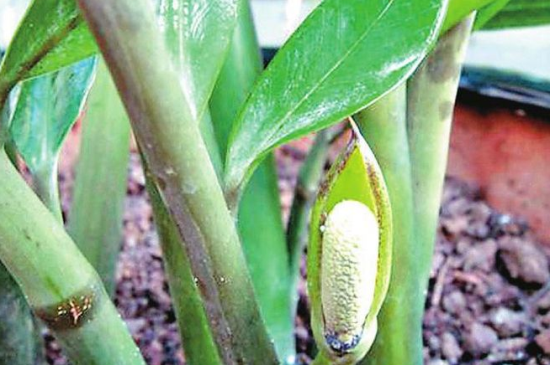 金钱树烂茎救治办法