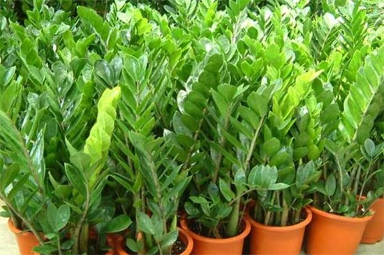 金钱树球茎如何处理，球茎消毒水培养护