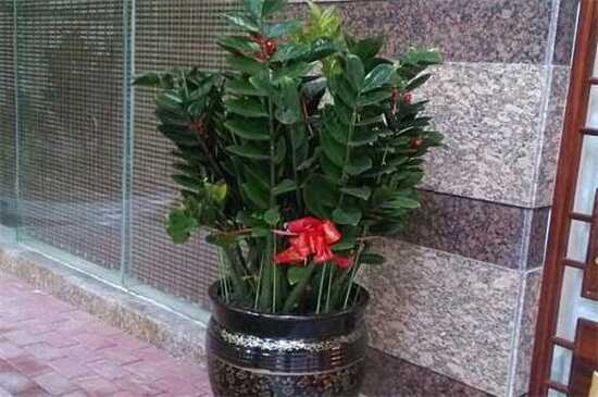 金钱树球茎如何处理，球茎消毒水培养护