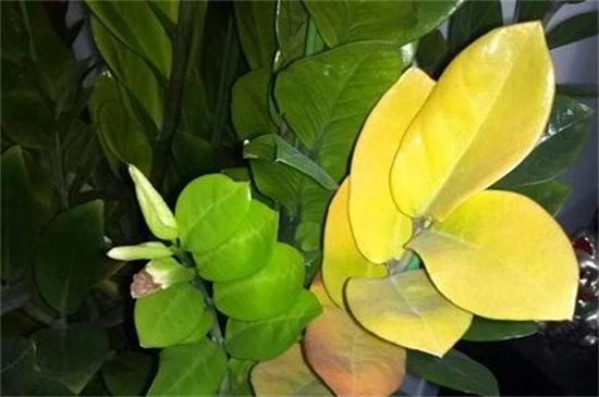 金钱树球茎如何处理，球茎消毒水培养护