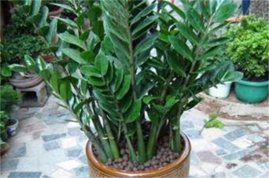 金钱树扦插办法，4个步骤扦插繁殖金钱树