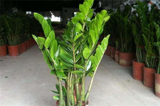 金钱树扦插办法，4个步骤扦插繁殖金钱树