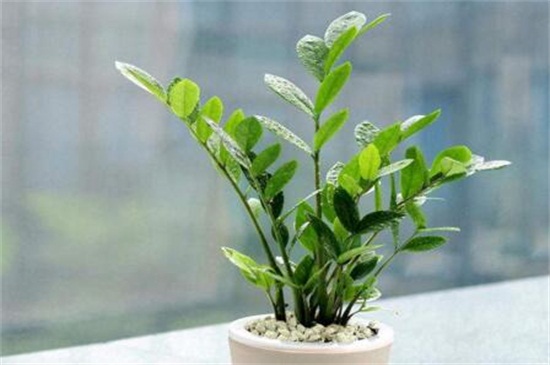 金钱树扦插办法，4个步骤扦插繁殖金钱树