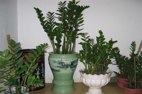 金钱树扦插办法，4个步骤扦插繁殖金钱树