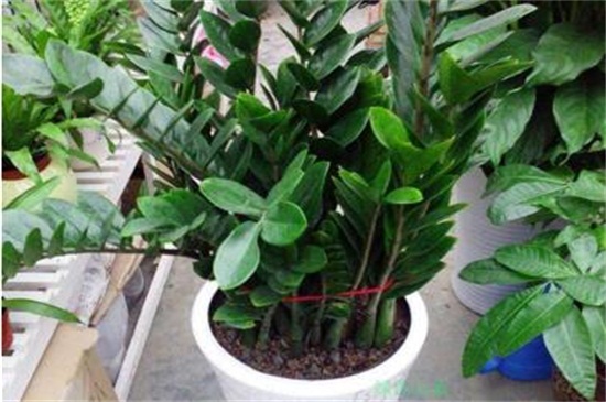 金钱树快速生根办法，摘枝消毒控温生根