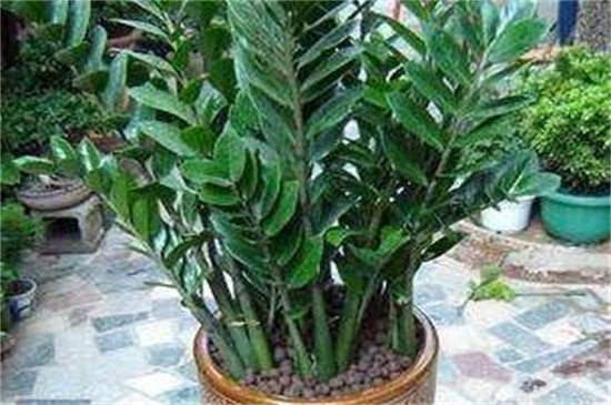 金钱树快速生根办法，摘枝消毒控温生根