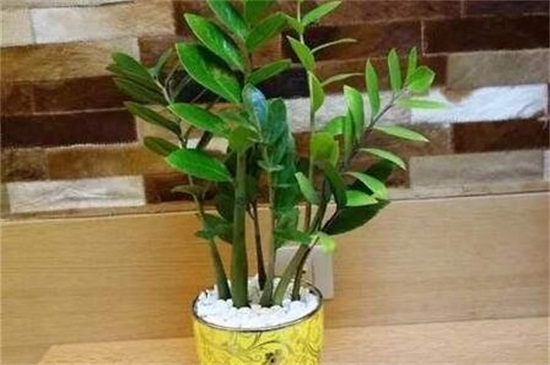 金钱树快速生根办法，摘枝消毒控温生根