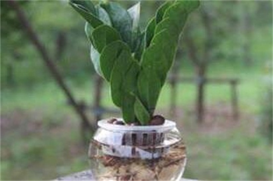 金钱树扦插水培办法，摘枝浸泡水插生根
