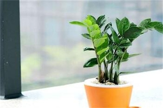 金钱树扦插水培办法，摘枝浸泡水插生根