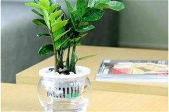 金钱树扦插水培办法，摘枝浸泡水插生根