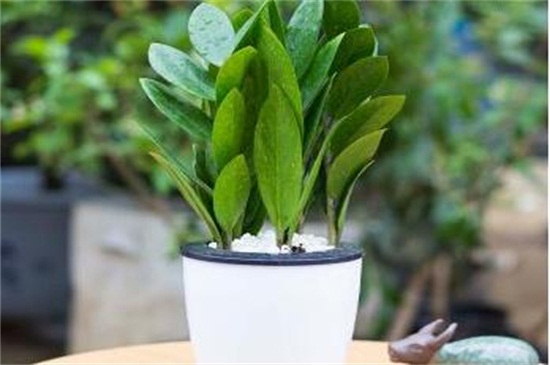 金钱树扦插水培办法，摘枝浸泡水插生根