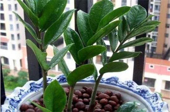 金钱树叶子扦插办法，叶子切半插土生根养护