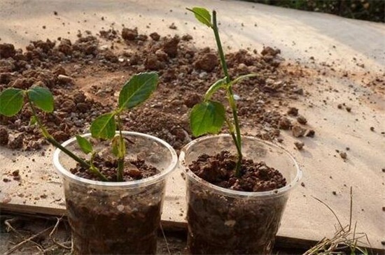 金钱树叶子扦插办法，叶子切半插土生根养护