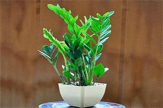 金钱树扦插办法图解，4个步骤扦插金钱树