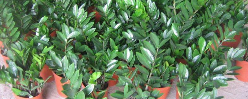 金钱树如何修剪