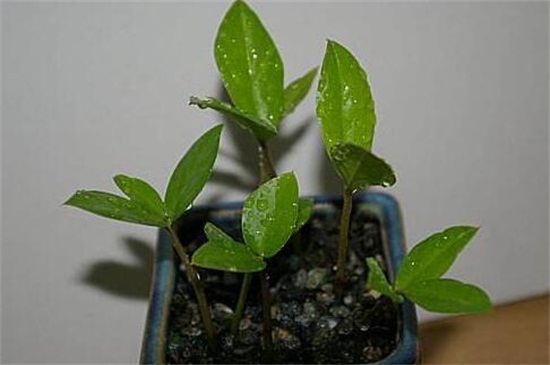 金钱树如何浇水