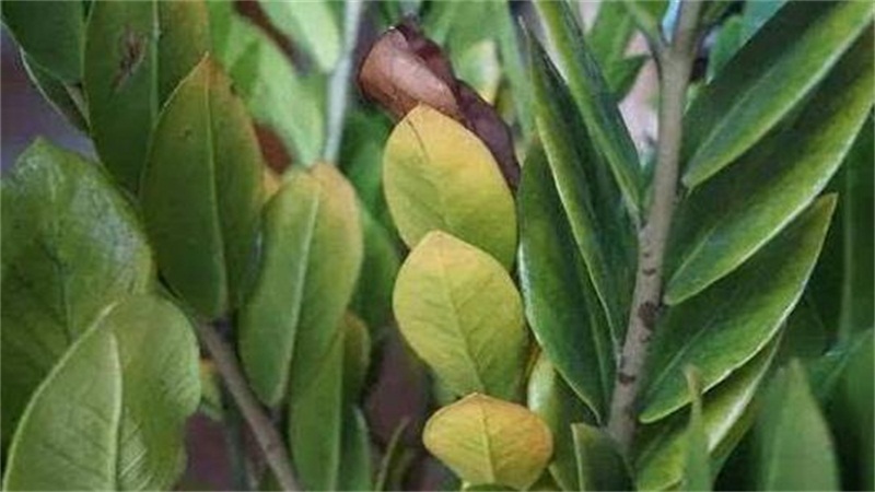 金钱树叶子黄了如何办