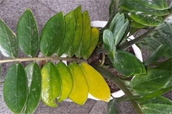 金钱树叶子黄了如何办