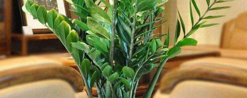 金钱树的养殖办法