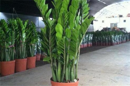 金钱树的养殖办法