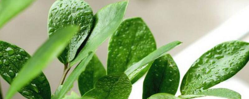 金钱树如何养长得快