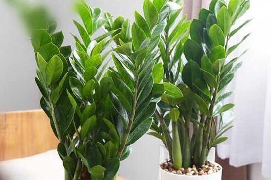 金钱树如何养长得快