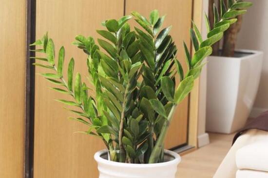 金钱树如何养长得快