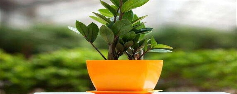 金钱树如何养才茂盛