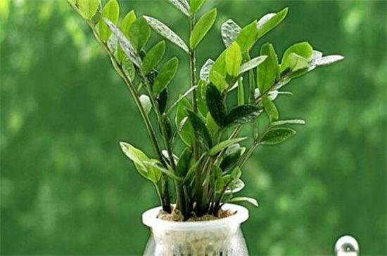 金钱树如何养才茂盛