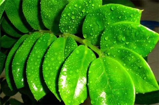 金钱树如何养才茂盛