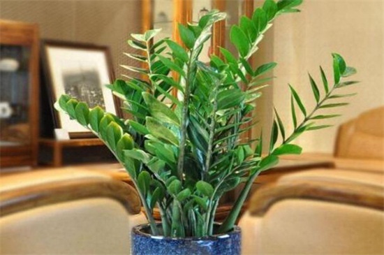 金钱树如何养才茂盛