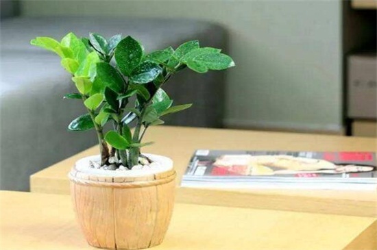 金钱树如何养才茂盛