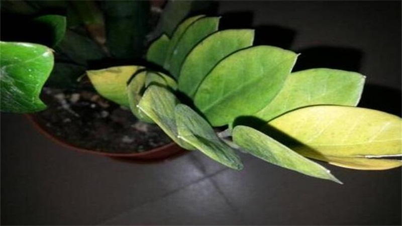 金钱树叶子发黄如何办