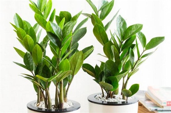 金钱树叶子发黄如何办