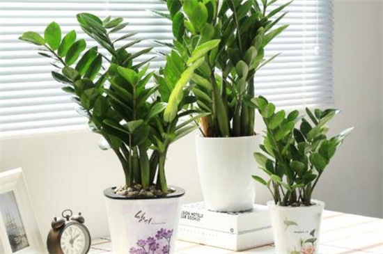 金钱树叶子发黄如何办