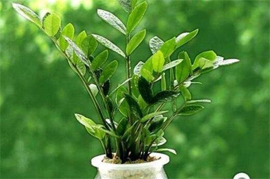 金钱树价格多少