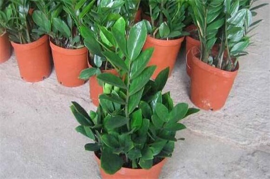 金钱树价格多少