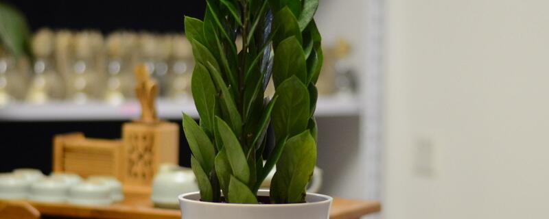 金钱树的扦插办法