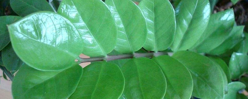 金钱树的扦插办法