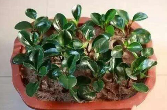 金钱树的扦插办法