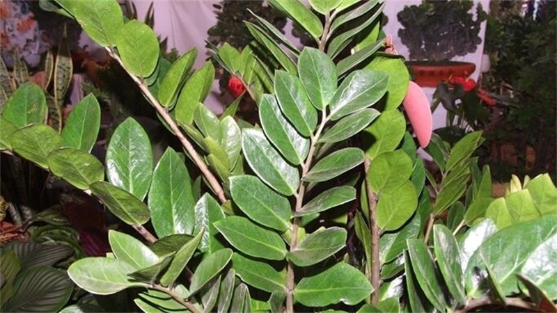 金钱树的养殖办法和留意事项