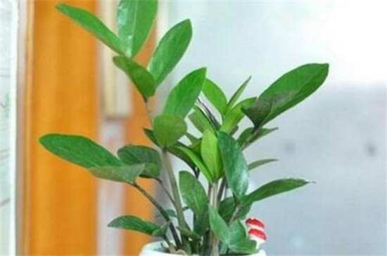 金钱树的养殖办法和留意事项