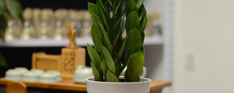 金钱树的繁殖办法