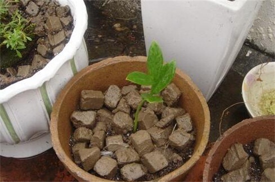 金钱树的繁殖办法