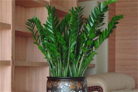 金钱树的繁殖办法