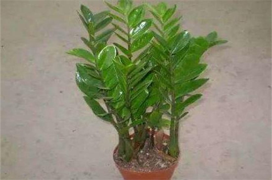 金钱树可以整枝扦插吗,可以/详解办法五步